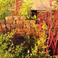 29432 Mount tate wall coral | Steenvoordeel