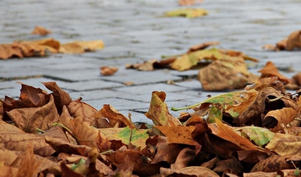 Blad op straat | Steenvoordeel