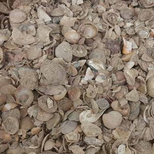Bruine ongewassen Noordzeeschelpen | online kopen bij steenvoordeel