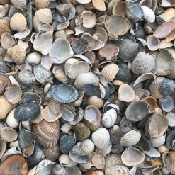 Schelpen voor uw tuin - online kopen op Steenvoordeel