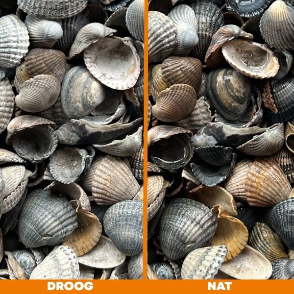 Schone Schelpen | Bestellen bij Steenvoordeel.nl Bestellen bij steenvoordeel.nl