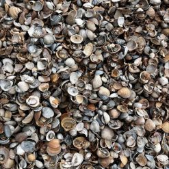 Schone schelpen | Steenvoordeel