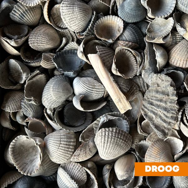 Schone schelpen droog Bestellen bij steenvoordeel.nl