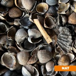 Schone schelpen nat Bestellen bij steenvoordeel.nl